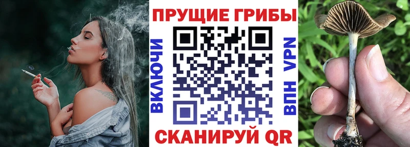 Псилоцибиновые грибы Psilocybe Мегион